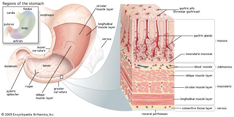 Mucosa Histology of the Stomach Simple columnar epithelium Transi0on from stra0fied squamous at gastricesophageal junc0on Mostly mucous cells To keep from