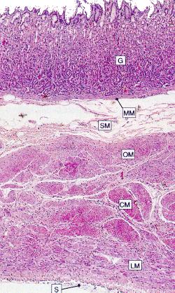 junc0ons Gastric glands that have cells impermeable to HCl Damaged epithelial cells are quickly replaced 3 6 days Muscularis Externa Histology of the Stomach