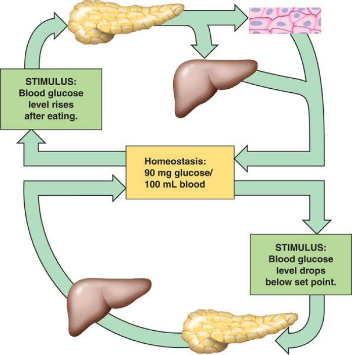 3 The Digestive System.ntebk Bld sugar Regulatin f bld glucse levels. It is imprtant t maintain a cnstant cncentratin f bld glucse s that cells have a steady supply.