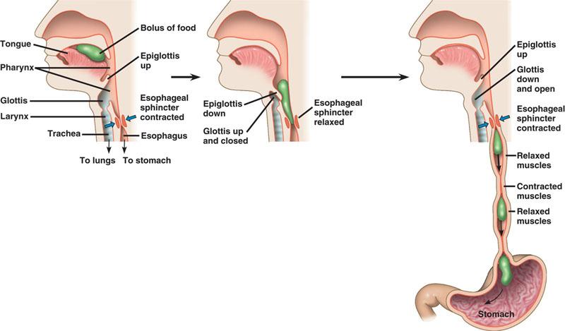 3 The Digestive System.ntebk FOOD PASSES THROUGH THE ESOPHAGUS TO THE STOMACH Mucus lubricates and helps hld the chewed fd tgether in a clump called a blus. The tngue is muscular and is used t mve fd.