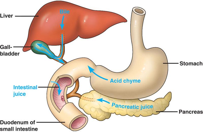 3 The Digestive System.ntebk THE PANCREAS The pancreas is lcated belw the stmach and secretes enzymes, sdium bicarbnate and hrmnes. Secretins f the pancreas reach the dudenum via the pancreatic duct.