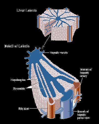 Canalicular membrane