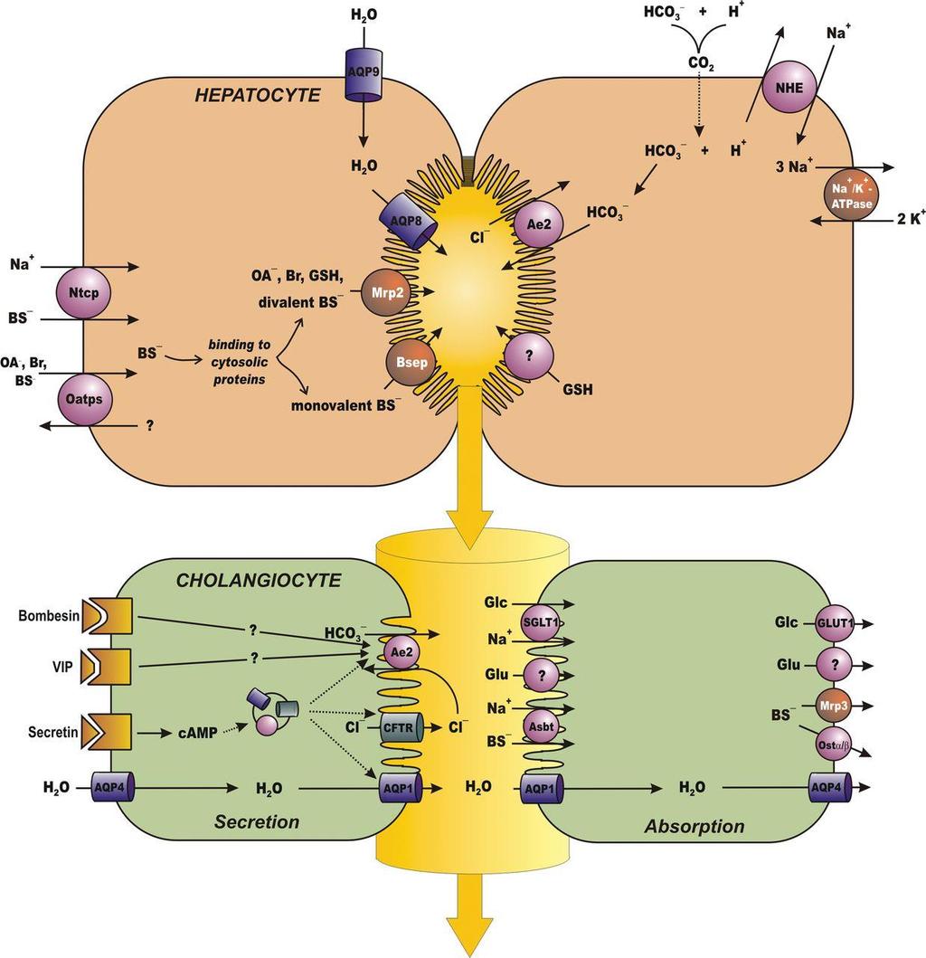 Hepatocellular transports Organic anion and cathion