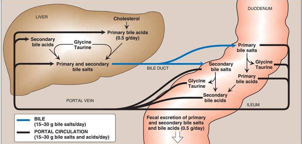 Enterohepatic circulation of bile salts Deconjugated bile acids reabsorption from the ileum 95% (primary and secondary) Binded with albumin in blood Na +