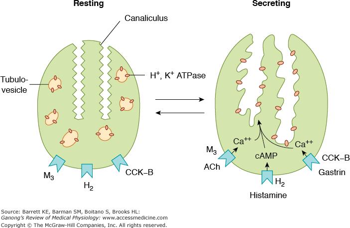 Parietal cells in rest vs secreting Intracellular rearrangement - Amplification of the