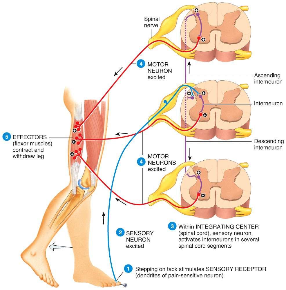 The Somatic Flexor Reflex (Withdrawal Reflex // 2 nd Example) Note: several different efferent