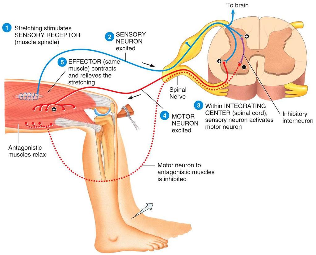 Patellar Tendon Reflex (Spinal Cord Reflex) Tapping on Tendon Activates Muscle Spindle in Quadricept Muscles.