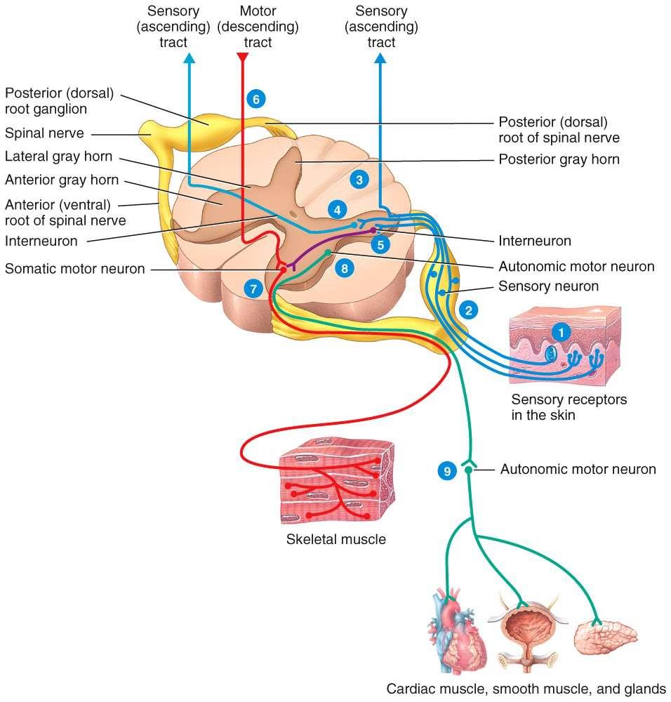 In the stretch reflex, as a muscle is stretched sensory signals ascend via spianalcerebellar and spinalthalamic tracts Signals are integrated in cerebellum (sub-conscious) and
