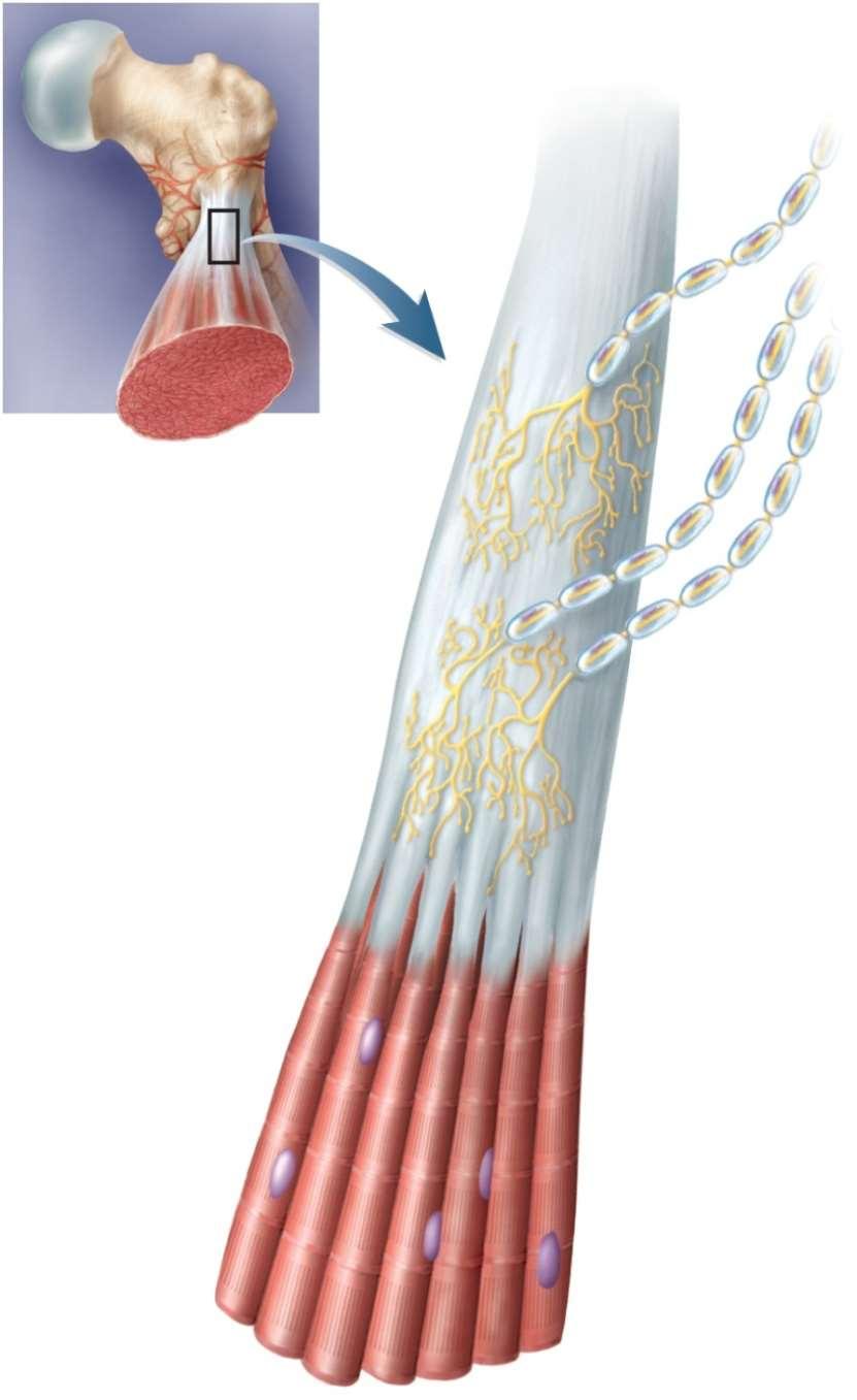 The Golgi Tendon Organ Reflex tendon reflex // in response to excessive tension on the tendon inhibits muscle from contracting too strongly moderates muscle contraction