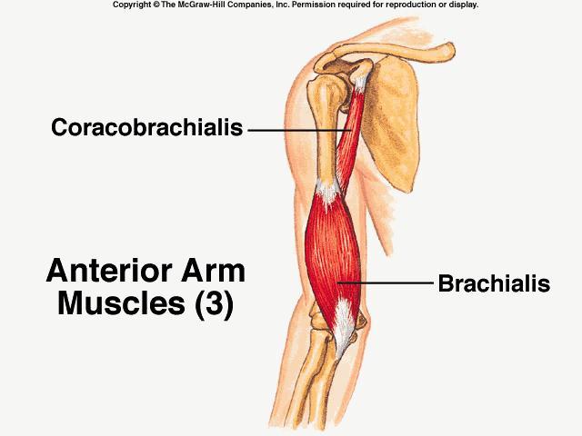 Coracobrachialis Origin Insertion Action Coracoid process of the scapula Medial aspect of