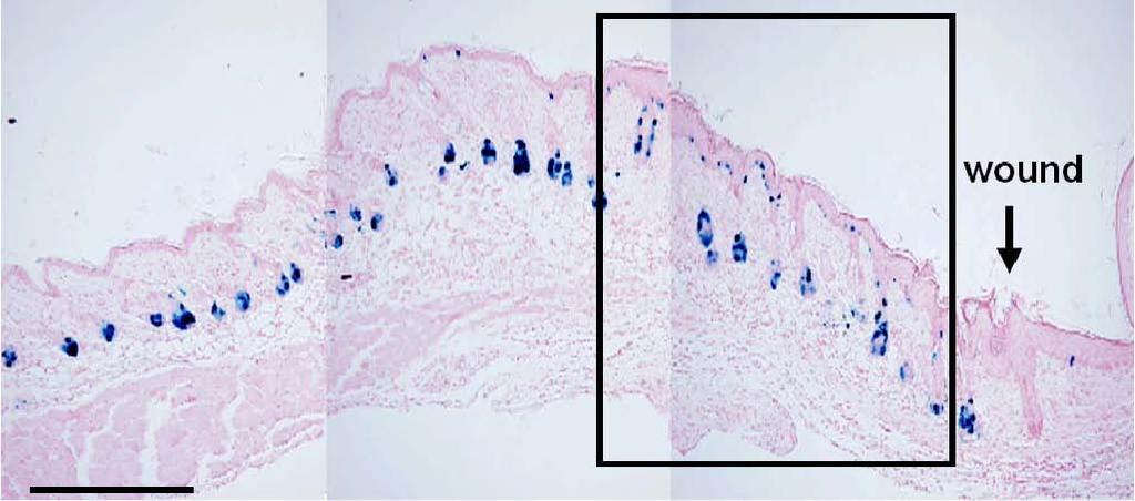 Supplementary Information Figure S1: Follicular melanocytes in the wound peripheral area migrate to the epidermis in response to wounding stimuli.