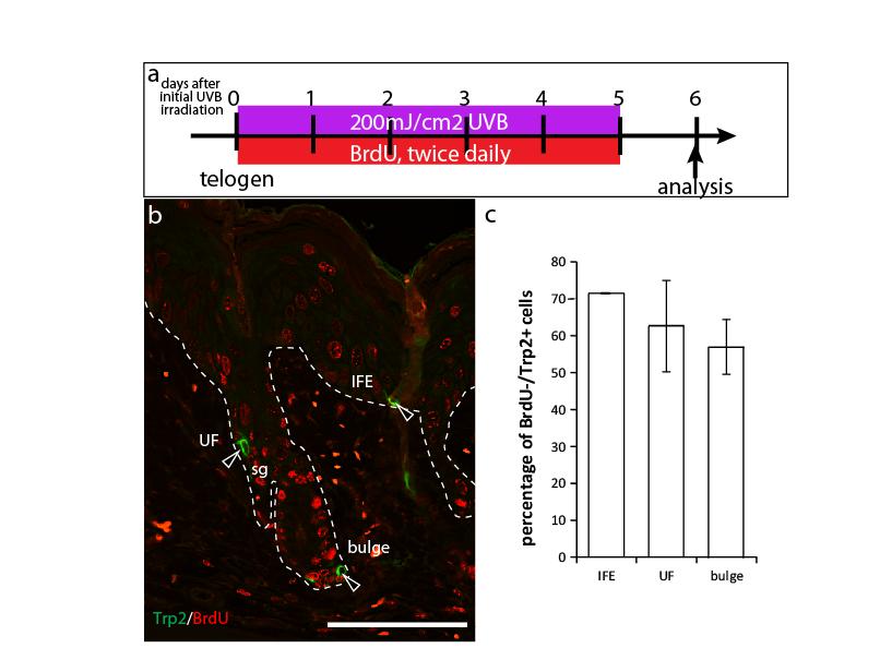 Figure S6. UVB irradiation induces direct migration of follicular melanocytes to the epidermis (a). Experimental scheme for UVB treatment and BrdU injection.
