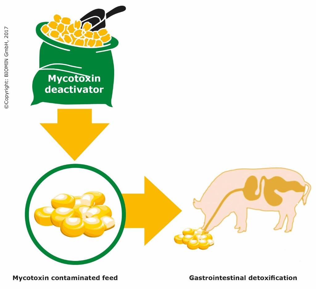 FEED ADDITIVES FOR MYCOTOXIN DETOXIFICATION EFFICACY & AUTHORISATION This article provides an overview of the different types of additives
