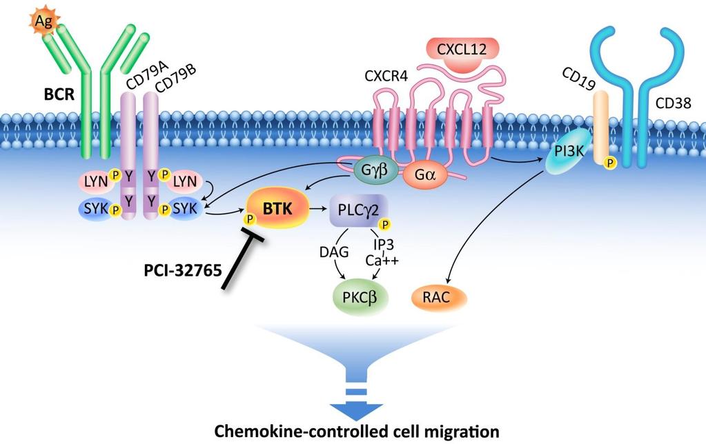 BRUTON S TYROSINE KINASE (BTK): A CRITICAL KINASE FOR LYMPHOMA CELL SURVIVAL AND PROLIFERATION Bruton s tyrosine kinase (BTK) is an essential element of the BCR signaling pathway (Niiro, NRI 2002)