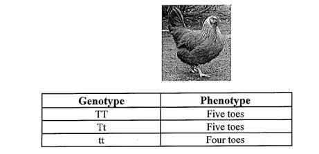 Question 20 The breed of chicken found to the right is identified by their short legs and five toes.