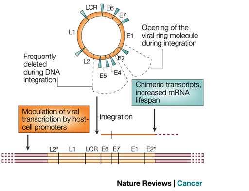 Human Papilloma Virus (HPV) Early Genes: E1: Viral replication; maintains episome E2: Transcriptional regulation, co-factor for viral replication E4: Disrupts cytokeratins E5: Interacts