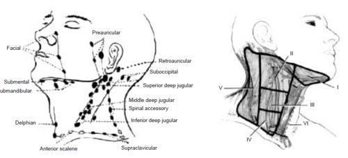 Diagnosis/Staging of HNC Lymph node distribution of the head and neck region