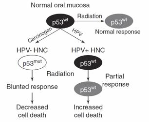 HPV- associated Head and Neck Cancers Biological mechanisms Kimple et al.