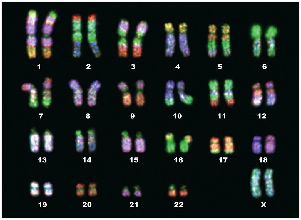 First, Some Basics " DNA -> RNA -> Protein " We have 23 sets of chromosomes, making 46 total. " Most of the chromosomal DNA does not make DNA but much of it is not junk.