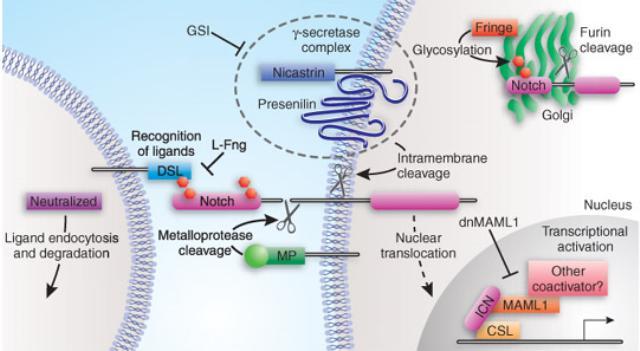 Notch je transmembranski receptor koji se sastoji od ekstraćelijske komponente koja interaguje sa ligandom susedne ćelije i citoplazmatskog dela koji je odgovoran za signalnu transdukciju.