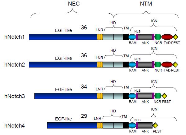 S3-proteolitičko razdvajanje delovanjem y-sekretaze oslobađa intraćelijski (ICD) deo receptora [151], ICD u nucleus vezuje se za transkripcioni faktor (CSL) i koaktivatore iz familije MAML, nastaje