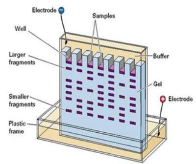 4.3.4 Elektroforeza Slika 4.8: Komponente za elektroforezu Izvor: Slika protokola QIA gene (www.quia.