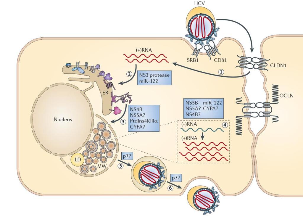 Direct antiviral therapy Mechanism of action HCV replication cycle and targets