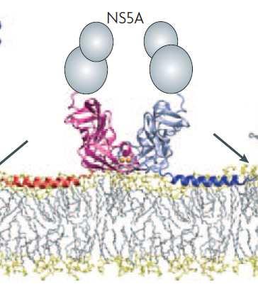NS5A Protein NS5A Dimer Domain III Required for HCV RNA replication Cytosol Domain II Domain I