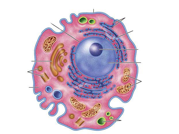 envelope Model of HIV Lytic Infection Cycle Virus attaches to a living host cell Virus injects its DNA into
