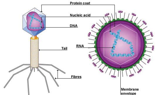 plasma membrane istockphoto chloroplasts lysosomes Animal Cell Plant Cell protein coat nucleic acid DNA Bacteriophage virus Influenza
