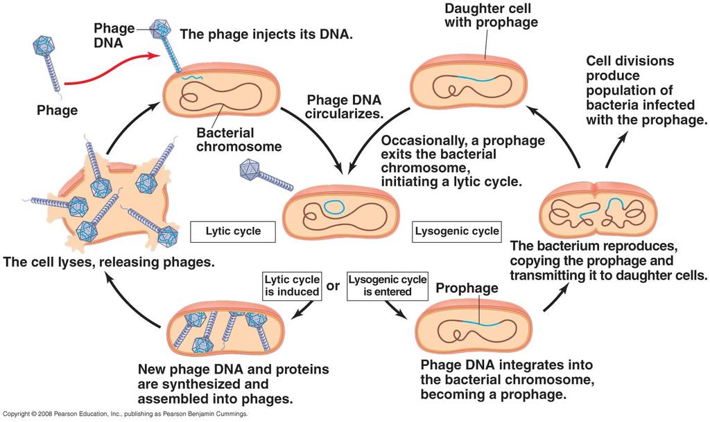 27. Detail the reproductive cycle of a lysogenic phage by labeling the illustration below. 28. There are some general differences between bacteriophages and animal viruses.
