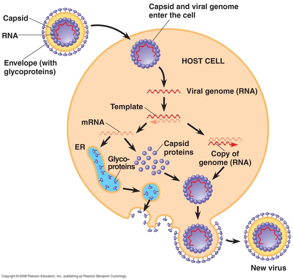 30. Enveloped viruses enter the host cell through fusion with the host s plasma membrane or through endocytosis.