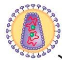 34. a. What is a retrovirus? b. How do retroviruses, such as HIV replicate their genome? [2] 35. a. What does HIV stand for? b. What is the syndrome called caused by HIV once the virus has destroyed key cells in the human s immune system?