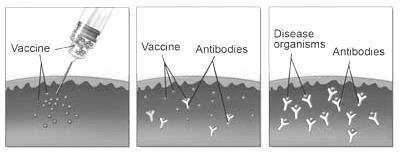 6. Use the diagram to explain how vaccines work. How vaccines work: 7. Identify each of the following examples as ACTIVE or PASSIVE immunity: a.