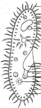 Identify the type of movement being used by the protists in the diagrams. eyespot 9.