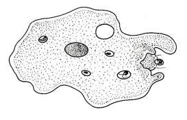 Explain the importance of an eyespot: 10. The paramecium shown below lives in a freshwater environment.
