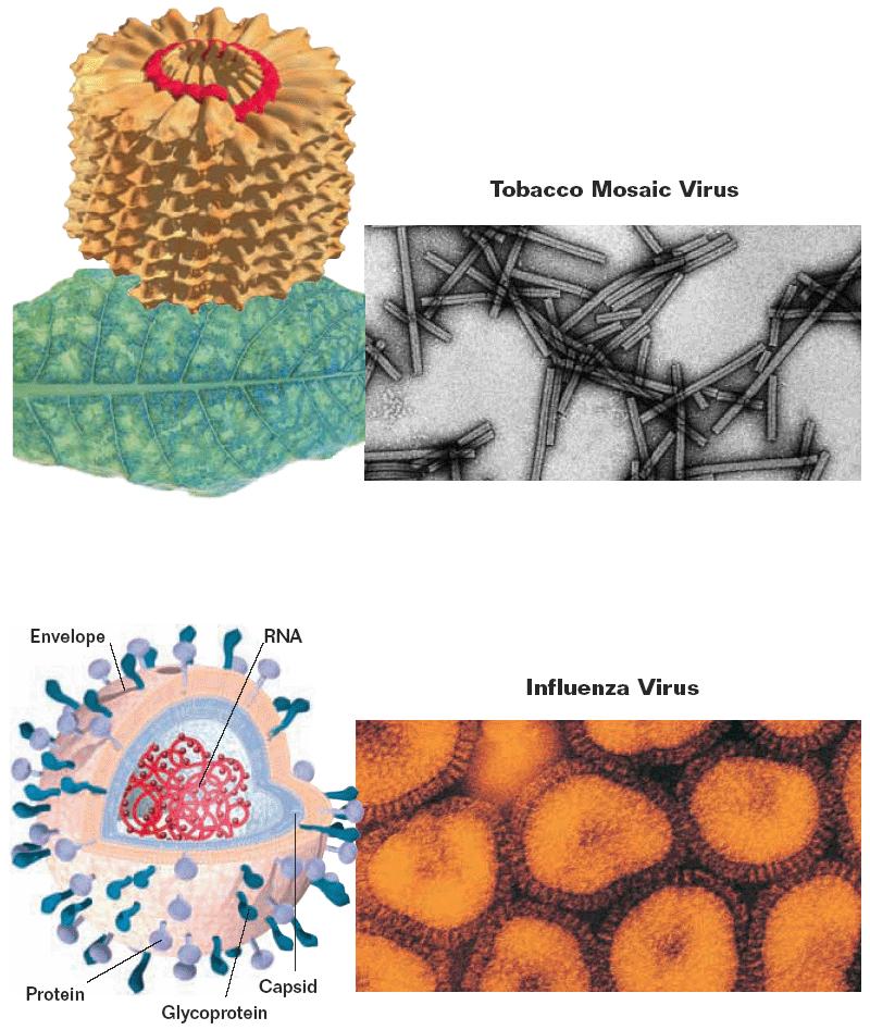 Section 1 Viruses