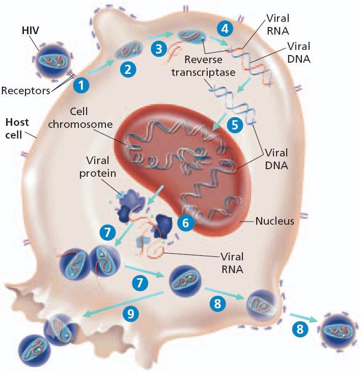 Section 1 Viruses