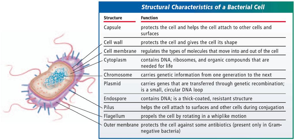 Section 2 Bacteria Structural