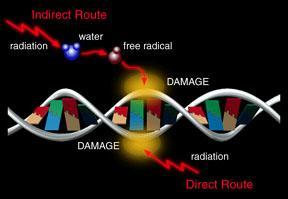 RADIOBIOLOGY High energy particles collide into a living cell with enough energy they knock electrons free from molecules that make up the cell Most damage occurs when DNA(deoxyribonucleic acid) is