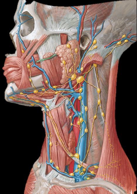 Lymphatic drainage of the thyroid gland Prelaryngeal nodes: in front of the