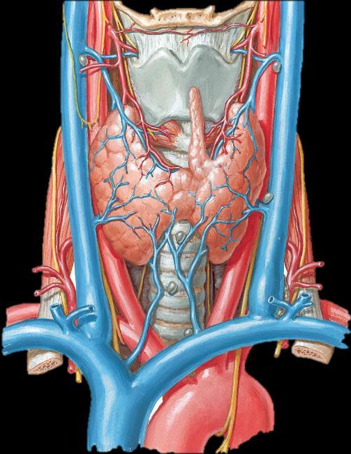 Arterial supply of the thyroid gland..1 Superior thyroid artery: The 1 st branch from the anterior aspect of the external carotid artery.