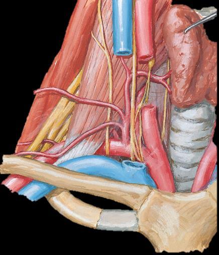 Arterial supply of the thyroid gland.
