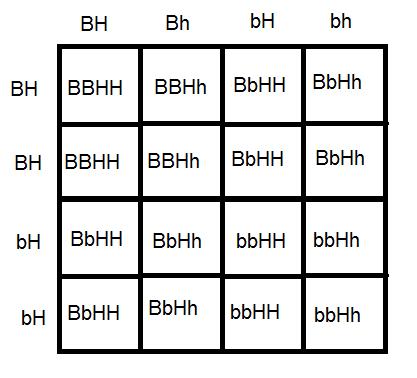 17. Fill in the entire Punnett square of a cross between individuals with genotypes Gghh and GgHh. 18.