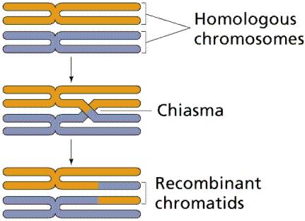 Gametogenesis 10 Crossing-over between homologous chromosomes