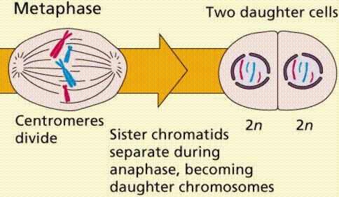 Meiosis may be considered a reduction phase followed by a slightly
