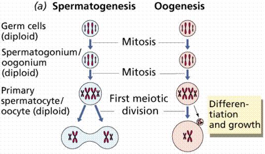 Gametogenesis 13 Human males
