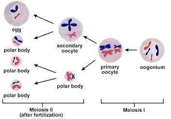 Gametogenesis 15 Oogenesis The ovary contains many follicles composed of a developing egg surrounded by an outer layer of follicle cells. Each egg begins oogenesis as a primary oocyte.