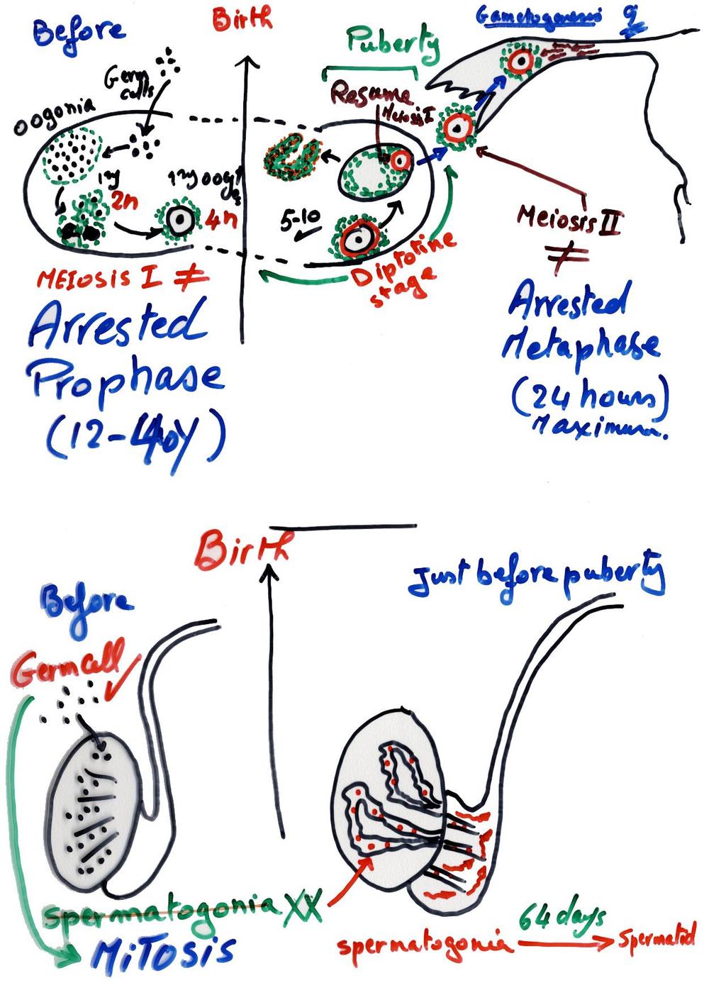 Gametogenesis 16 ovary Testis Maturation of sperms and ova