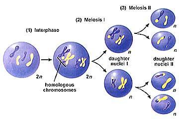 Gametogenesis 9 n=2 and it reffered to chromosomes.